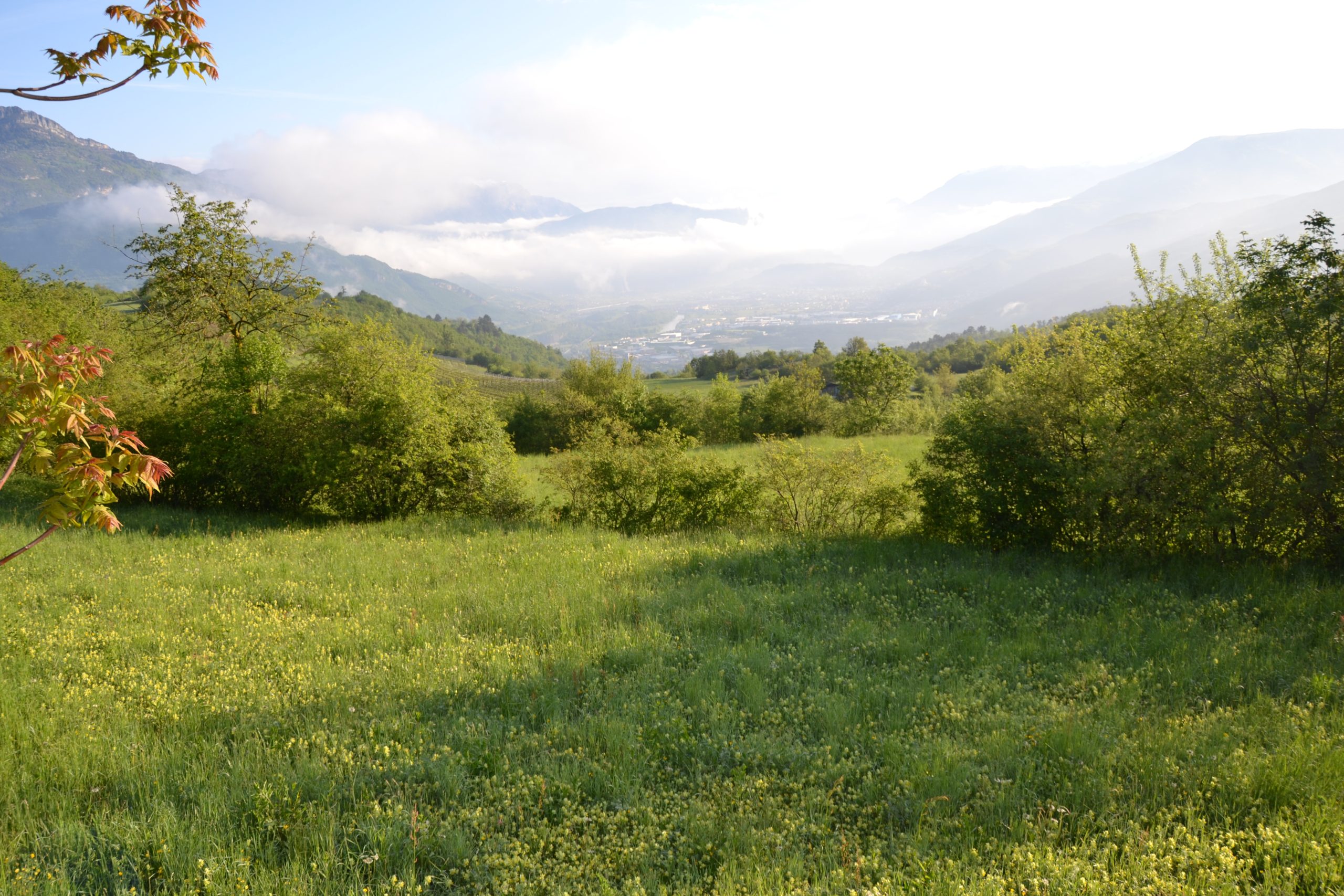 Le orchidee di Talpina 2026