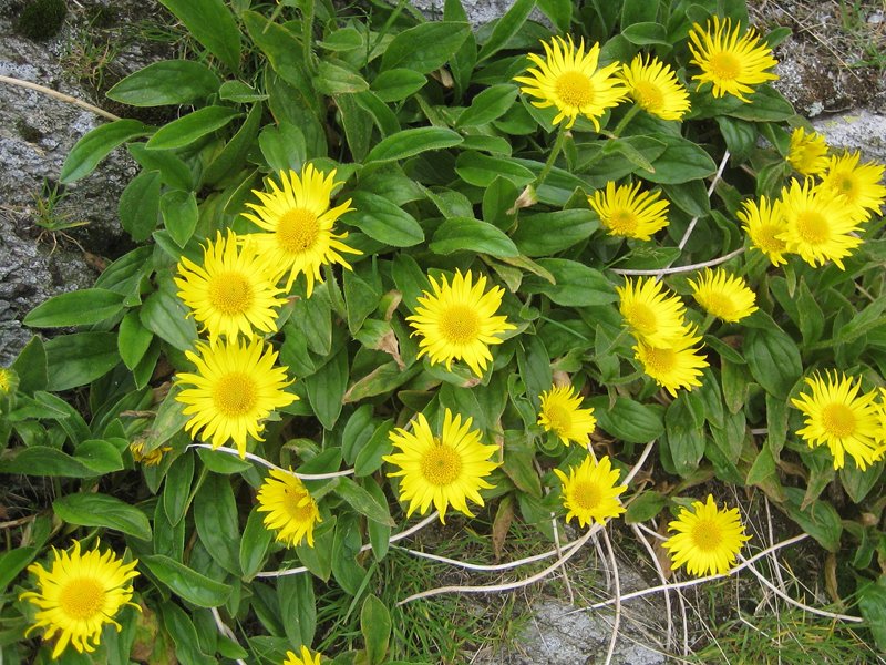 Asteroide salicina